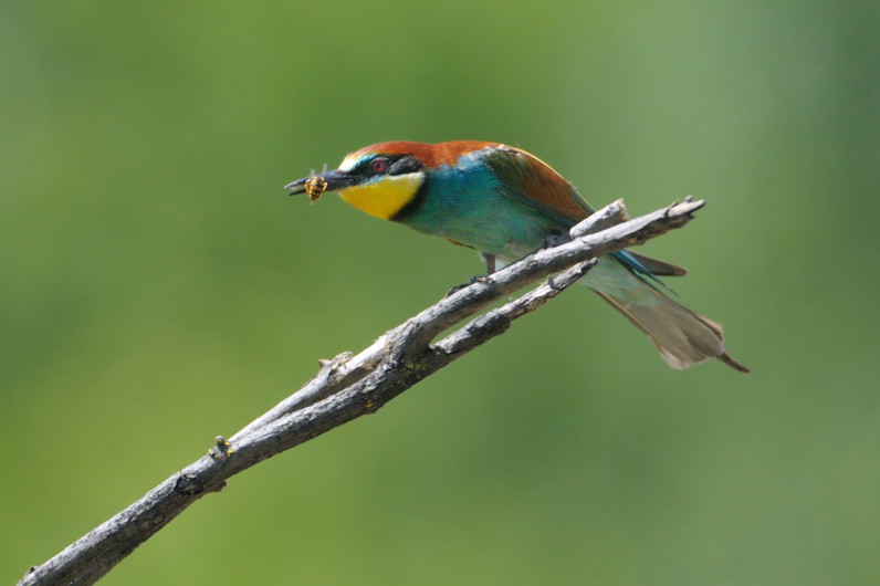 Foto ai gruccioni di quest''anno